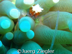 Mushroom Crab in Mushroom Coral

Mataking Island, Sabah... by Juerg Ziegler 